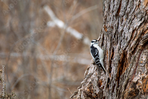 Woodpecker Scavenging