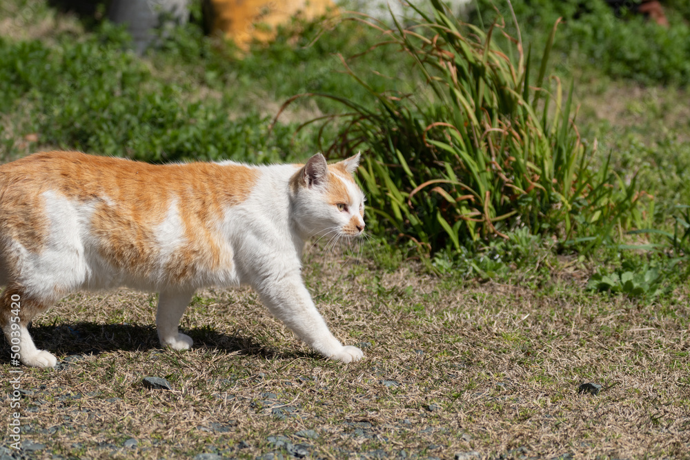 歩く猫　茶白猫