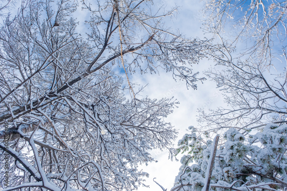 Trees from below in the forest at winter. blue sky view through snow-covered top branches of trees. Looking Up. winter background Photo. Trees from below in the forest at winter. blue sky view through snow-covered top branches of trees. Looking Up. winter background Photo.