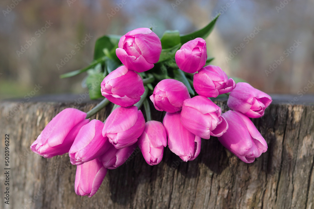 Fresh pink Tulips on wooden background. Bunch of fresh spring pink tulips on old vintage wooden board. Copy space. Close-up of pink tulips .Purple tulip bouquet. Fresh spring flower. Valentine's Day Fresh pink Tulips on wooden background. Bunch of fresh spring pink tulips on old vintage wooden board. Copy space. Close-up of pink tulips .Purple tulip bouquet. Fresh spring flower. Valentine's Day