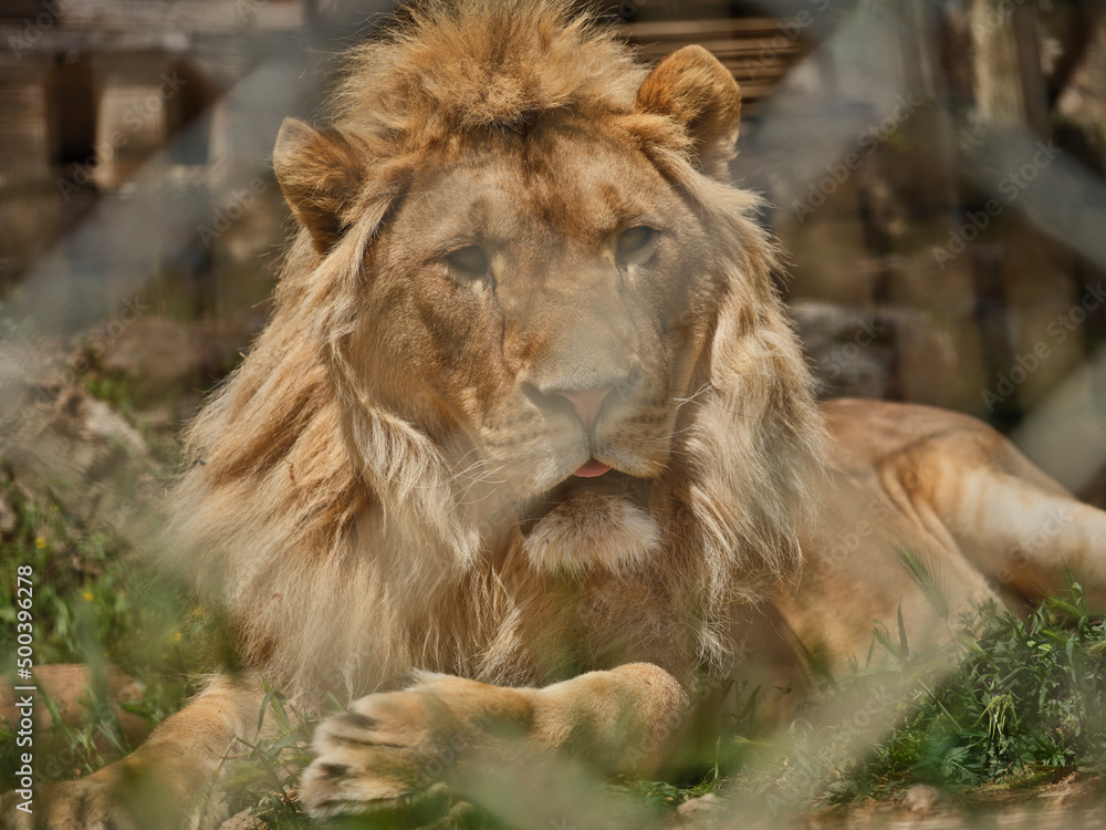 Fototapeta premium Portrait of a beautiful lion