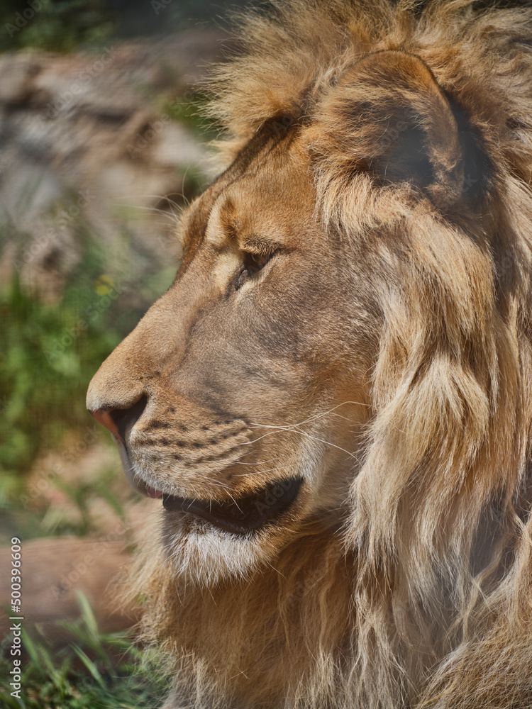 Portrait of a beautiful african lion Portrait of a beautiful african lion