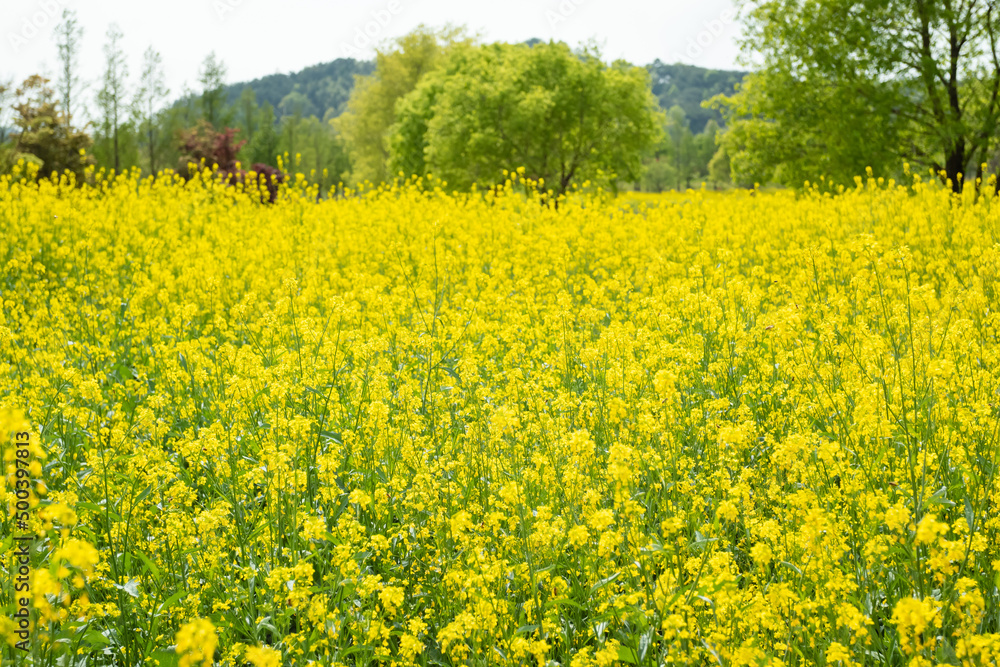 Rapeseed flowers heralding the beginning of spring Rapeseed flowers heralding the beginning of spring
