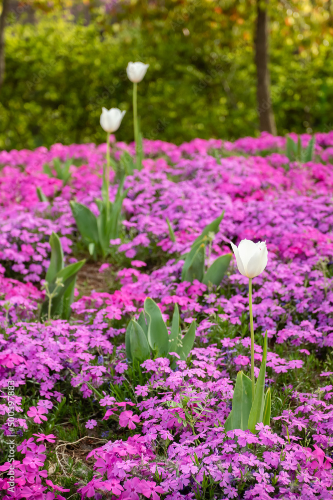 Obraz premium white flowers blooming in the garden