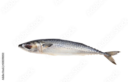 saba fish or mackerel in raw fresh on white background for sea food editing work. object background with clipping path.