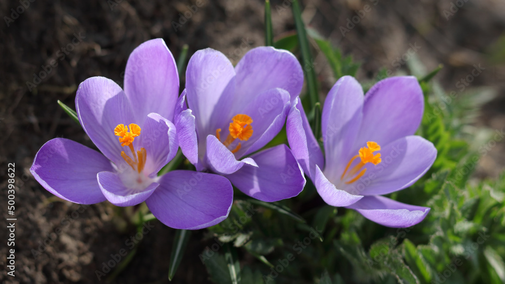 Crocus Purple flower .Crocus Iridaceae. Spring background .Purple Crocus flowers. Beautiful first spring flowers Crocuses bloom in Spring . Springtime natural outdoor background Crocus Purple flower .Crocus Iridaceae. Spring background .Purple Crocus flowers. Beautiful first spring flowers Crocuses bloom in Spring . Springtime natural outdoor background