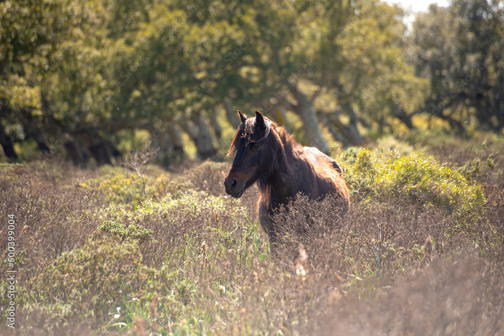 Fototapeta premium Giara horse (Equus ferus caballus) or Achetta pony in the cork oak forest, Giara di Gesturi, Sardinia, Italy - Foto stock 