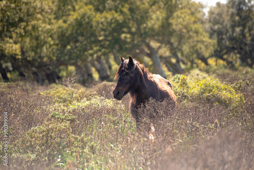 Giara horse (Equus ferus caballus) or Achetta pony in the cork oak forest, Giara di Gesturi, Sardinia, Italy - Foto stock
 photo
