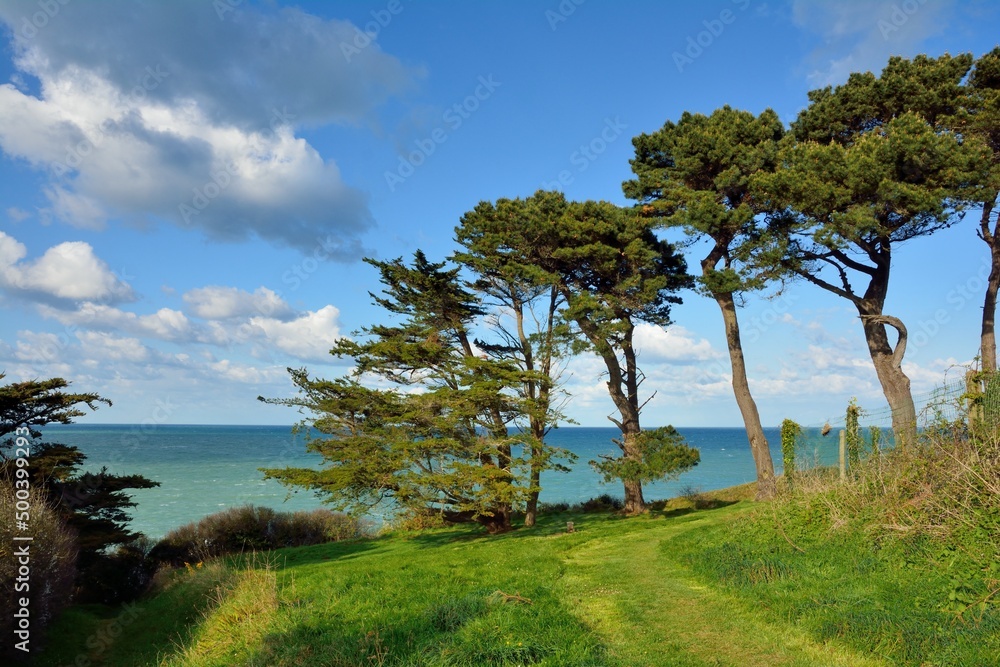 Tree pines and sea in Brittany France