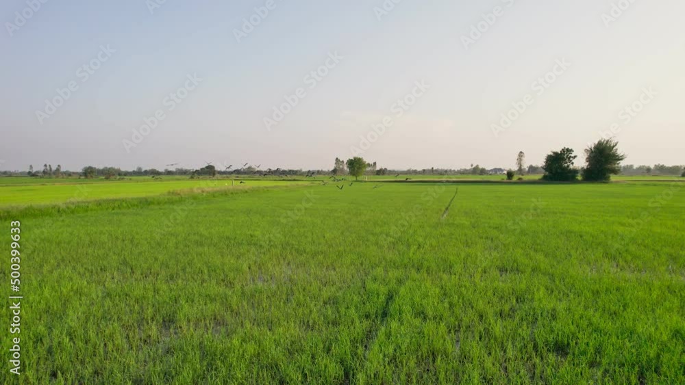 Flock of bird flying over paddy rice field in the evening at countryside Flock of bird flying over paddy rice field in the evening at countryside
