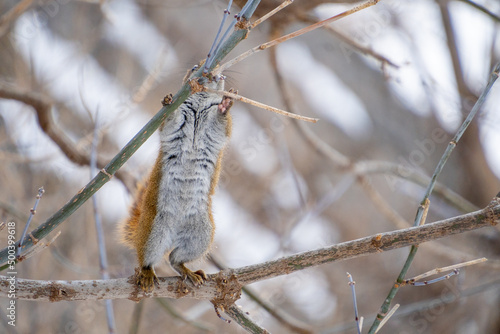 Red Squirrel Hanging Around