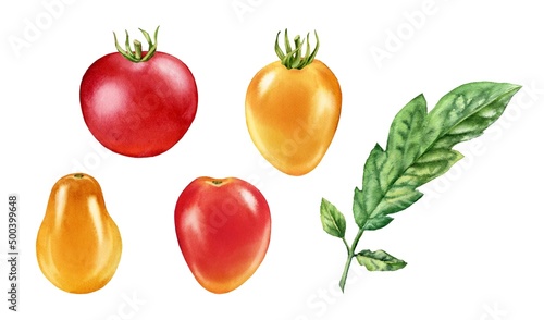 Fototapeta Naklejka Na Ścianę i Meble -  Watercolor cherry tomatoes. Ripe fruits collection of different colours and shapes. Realistic botanical painting with fresh red and yellow vegetables. Hand drawn food design elements