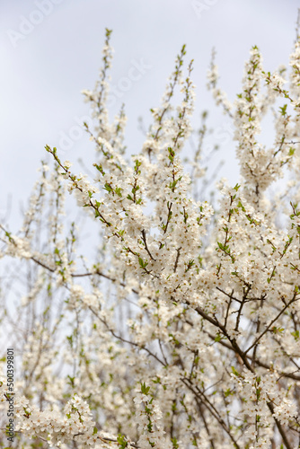 Weisse Kirschblüten als Hintergrund