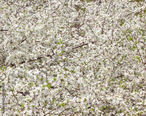 Weisse Kirschblüten als Hintergrund