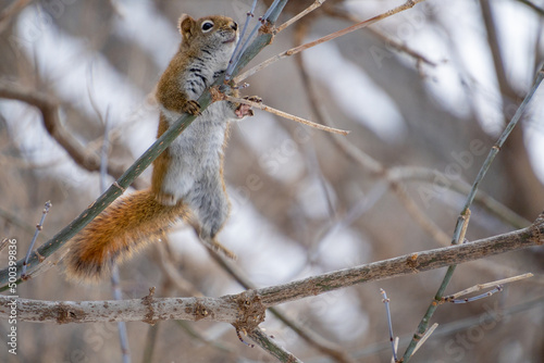 Red Squirrel Hanging Around
