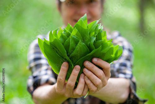 Bärlauch sammeln im Wald