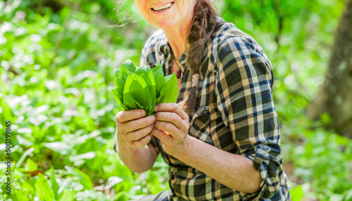 Bärlauch sammeln im Wald