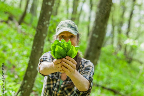 Bärlauch sammeln im Wald