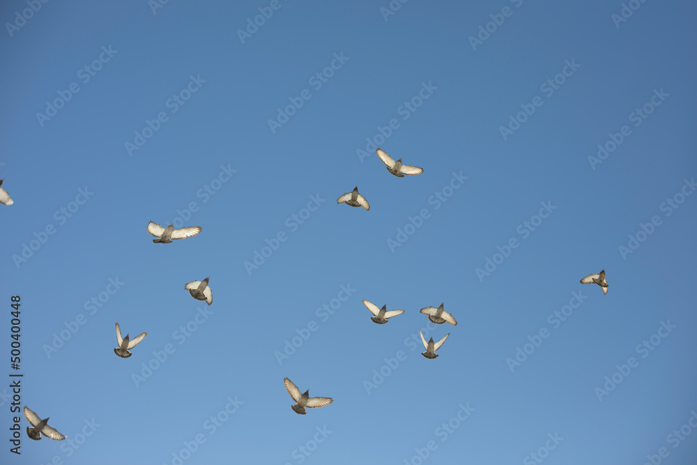 Pigeons fly against blue sky. Birds in city.