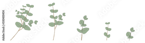Eucalyptus leaves round shape on branches.Set Vector Illustration Natural green leaves elements, Eucalyptus Populus isolated on white background simple and cute design for textile or greeting card