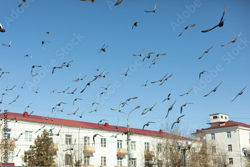 Pigeons in flight. Flock of pigeons in city. Birds in background of building.