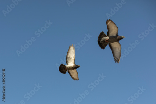 Two pigeons fly in sky. Birds spread their wings in air.