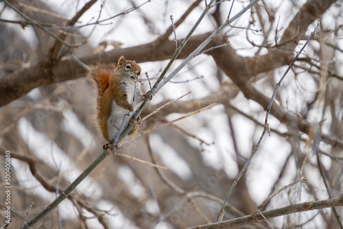 Red Squirrel Hanging Around