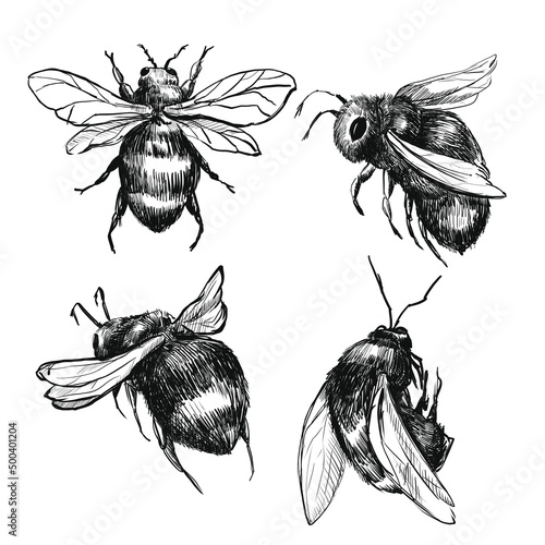 set of insects. graphic illustration bee, hand draw art black line