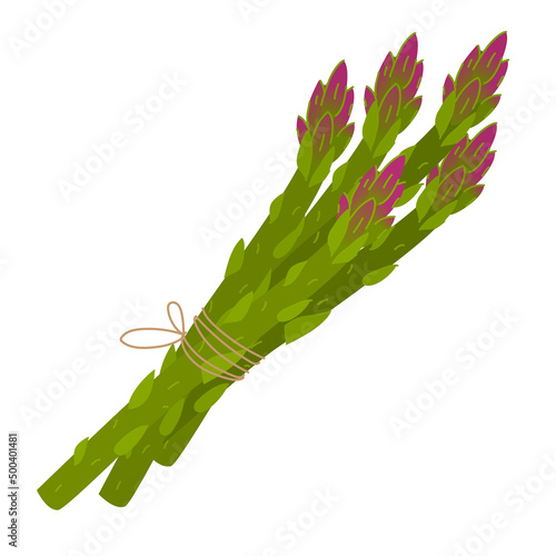 Asparagus vector illustration isolated on white background. Green with purple asparagus sprouts in bunch. Illustration in cartoon style