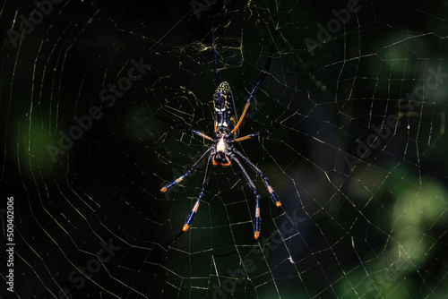 A Golden orb spider on a wb.