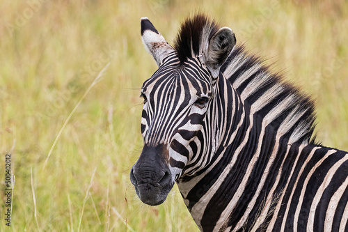 A burchells Zebra portrait in the wild. photo