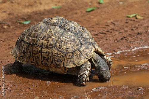 A tortoise drinkin in a muddy puddle.