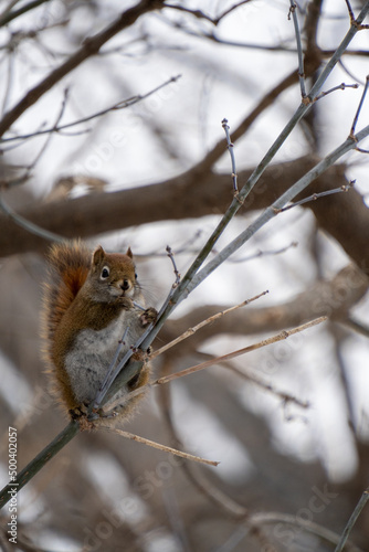 Red Squirrel Hanging Around