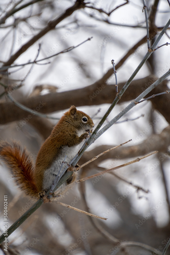 Red Squirrel Hanging Around Red Squirrel Hanging Around