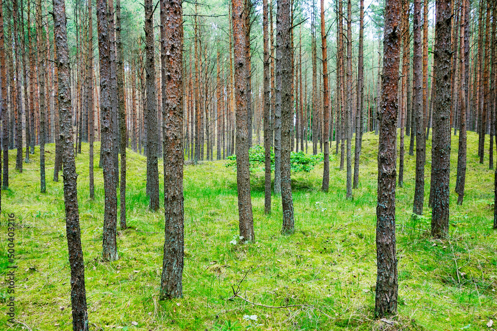Obraz premium Seaside Pine forest on Mounds in Poland, Baltic Sea.