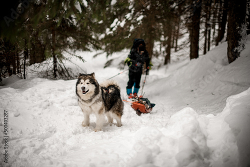 shaggy dog pulls a sled with equipment along a snowy path at winter forest. Blurred skier on background