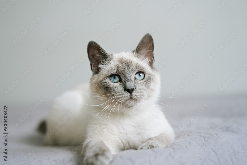 Cute kitten with blue eye lying in bed. Fluffy pet comfortably settled to sleep         