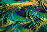 peacock feather close up, Peacock feather, Peafowl feather, Bird feathers, feather background.