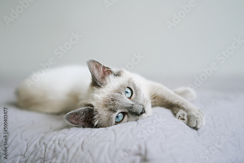 Cute kitten with blue eye lying in bed. Fluffy pet comfortably settled to sleep         