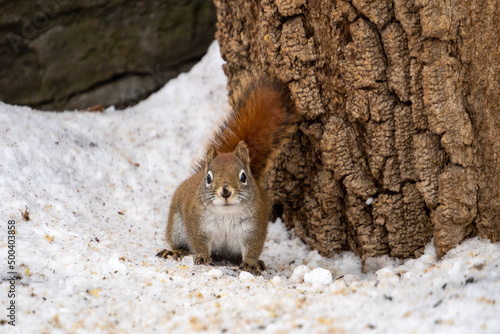 Red Squirrel Hanging Around