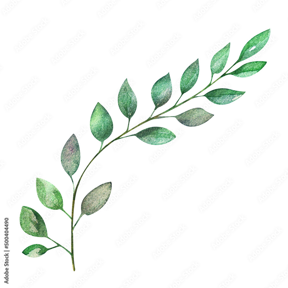 Watercolor illustration, isolated branch, green leaves, algae. Watercolor illustration, isolated branch, green leaves, algae.