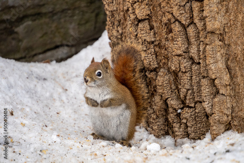 Red Squirrel Hanging Around