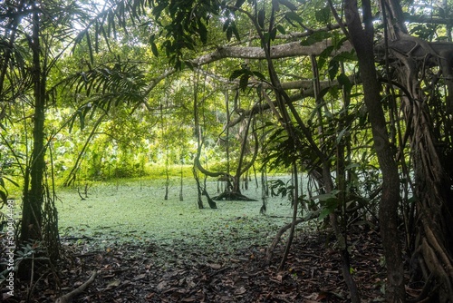 landscape in the Peruvian Amazon rainforest photo