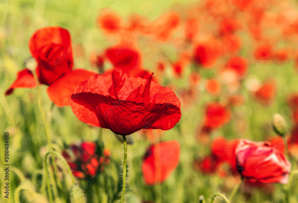 Naklejka premium Field of poppies
