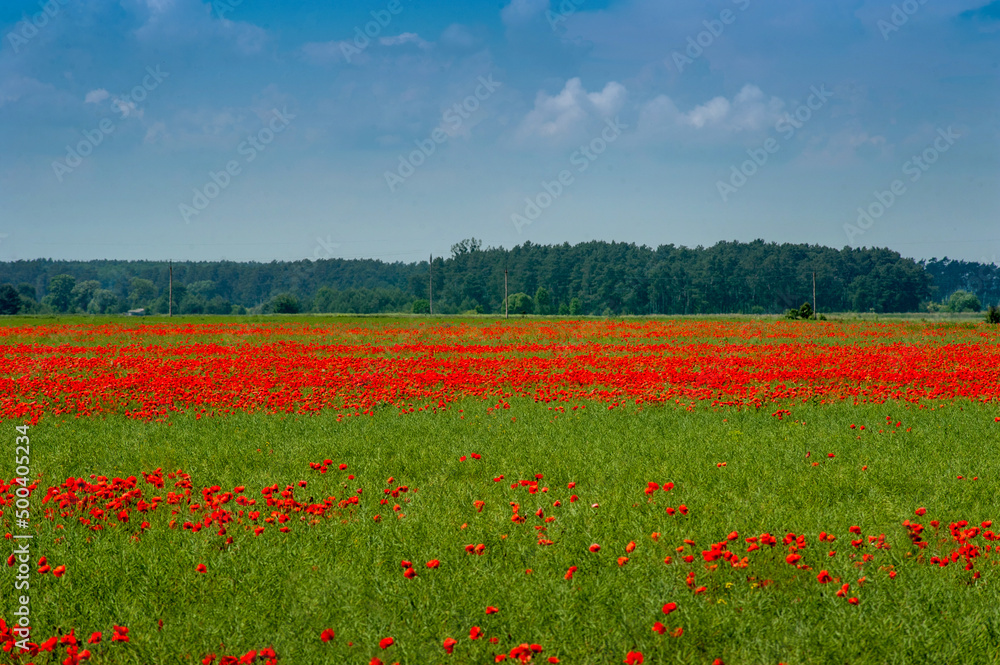 panorama poppy field with green wheat, beautiful blue sky with clouds, weeds in agriculture