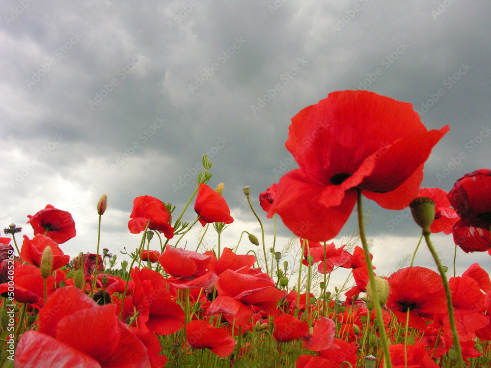 Obraz premium poppy field, close up flowers and background with stormy sky