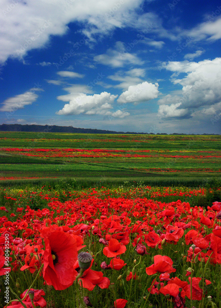 poppy field, close up flowers and background of blue sky with incredible clouds