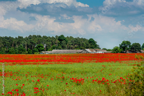 Poppy field in summer countryside