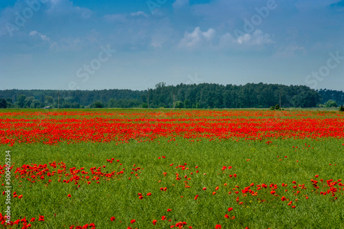 panorama poppy field with green wheat, beautiful blue sky with clouds, weeds ...