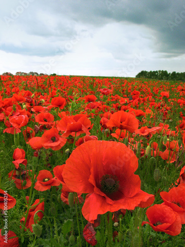 red poppies close up on the poppies field